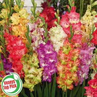 Parrot Gladiolus Mix Thumbnail